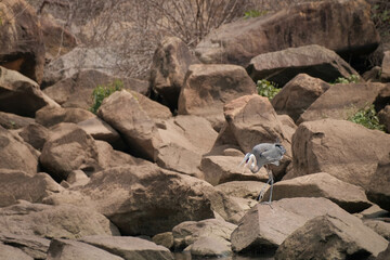 Great blue heron on rocks overlooking water with open beak