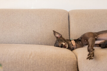 Funny black greyhound dog lying asleep on couch with ear standing up in the air