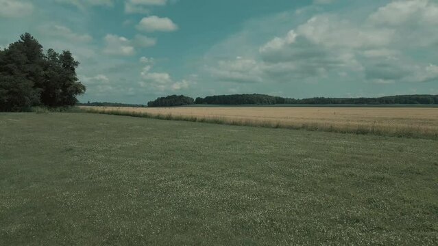 Pan backwards over grass while seeing wheat field and dark green forest in the background with blue sky and simpson clouds