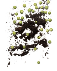 Green Berry Eggplant mix with soil fertilizer fly fall, Green Berry Eggplant for planting float in air. Nightshade Berry Eggplant throw in mid air. White background isolated high speed freeze motion