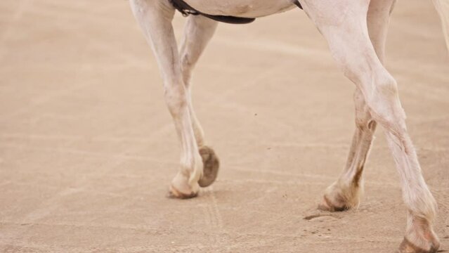 Close-up Of Legs Of A Horse