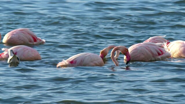 Flamingo Lagoon Feeding in Shallow Waters of the Sea Footage.