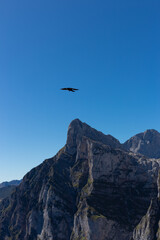 Bird in flight 