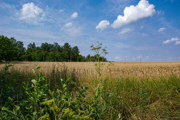 field and blue sky