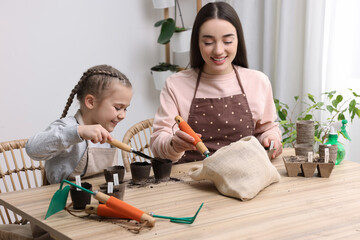 Fototapeta premium Mother and her daughter filling pots with soil at wooden table indoors. Growing vegetable seeds