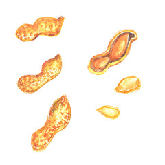水彩で描いた落花生のイラスト