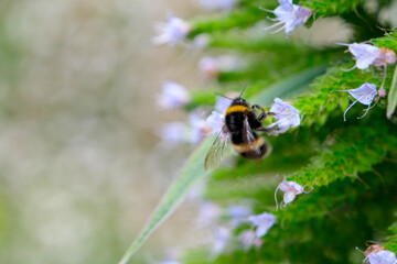 Macro close-up bee collecting pollen from the flowers with selective focus and blurred background