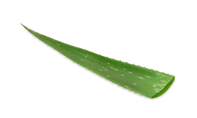Green aloe vera leaf isolated on white