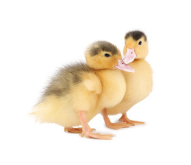 Baby animals. Cute fluffy ducklings on white background