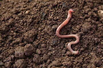 One earthworm on wet soil. Space for text