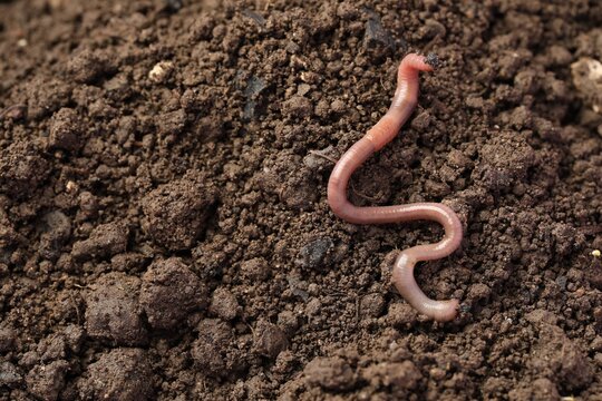 One earthworm on wet soil. Space for text