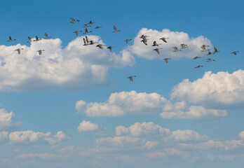 Many birds fly in the sky nature.Group of grebes flying on blue sky and white cloud background.