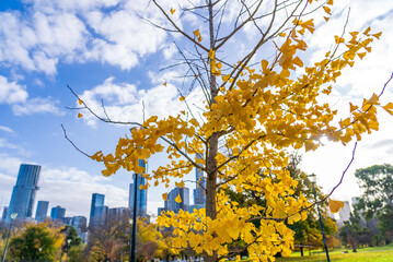 Autumn tree with the city in the background. Melbourne, Victoria, Australia.