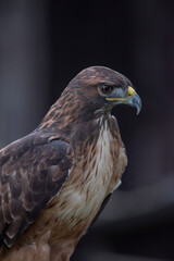 red tailed hawk