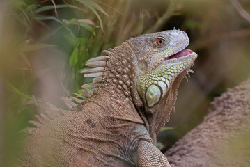 iguana on a tree