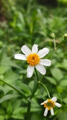 Obraz premium white daisy flower