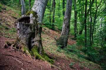 Atmospheric photo of a green spring forest consisting of European beech. Natural natural background