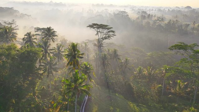 Aerial view of foggy jungle at sunrise, Bali rainforest in the morning, terraced rice fields in Indonesia. Landscape of Ubud, Bali, Indonesia