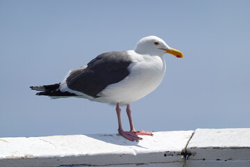 Malibu Pier, Malibu, CA