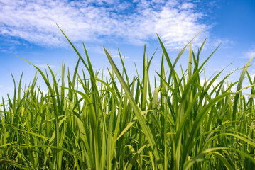 Time-Lapse of rice field with blue sky background at sunny day.