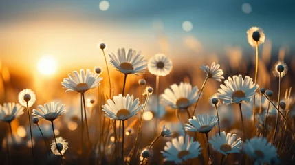 Foto op Canvas Beautiful summer natural background with yellow white flowers daisies, clovers and dandelions in grass against of dawn morning. © Dushan