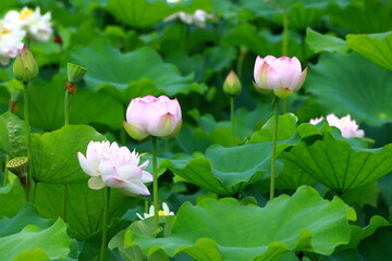 水辺の花の彩り（Coloring of flowers by the water）