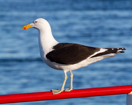 gabiota dominicana en baranda roja 