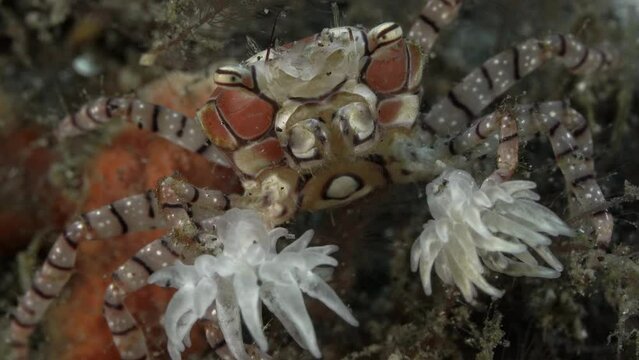 A bright multi-colored crab sits at the bottom of a tropical sea, holding anemones in its claws.
Mosaic boxer crab (Lybia tessellata) 2 cm. ID: distinctive brown and pink checkered pattern on carapace