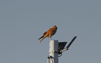 la maravilla de las aves en la naturaleza