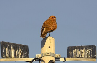 la maravilla de las aves en la naturaleza