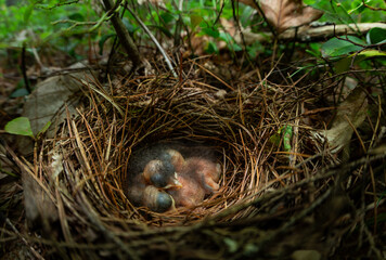 Hermit thrush chicks from Massachusetts 
