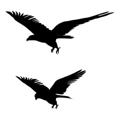 illustration of Bird's, poultry set