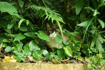 首里城公園に住む地域猫 （沖縄県那覇市）