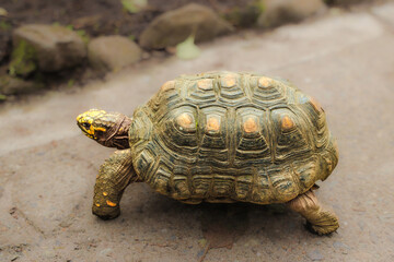 Large,solid shelled land tortoise. Reptil Animals