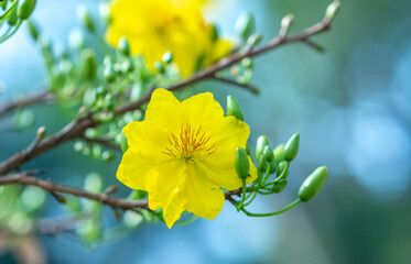Yellow apricot flowers blooming branches fragrant petals signaling spring has come, this is the...