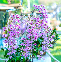 Dendrobium aphyllum orchids flowers bloom in spring lunar new year 2023 adorn the beauty of nature,...