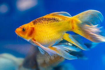 Colorful butterfly koi in the aquarium. This is a species of ornamental fish used to decorate in the house or garden