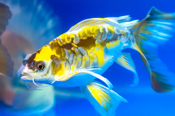 Colorful butterfly koi in the aquarium. This is a species of ornamental fish used to decorate in...