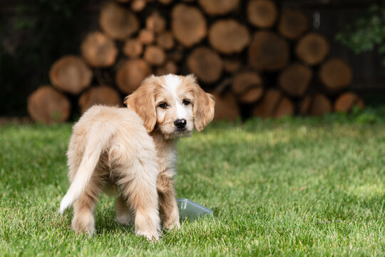 Puppy Golden Doodle playing  in back yard grass in front of wood pile.  Puppy looks surprised.   