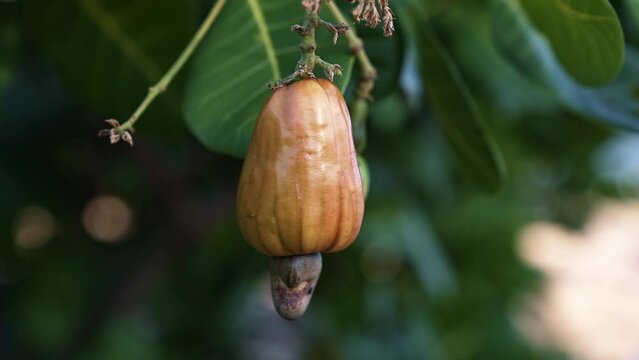 Close up shot of a ripe orange exotic tropical cashew fruit on a small tree to be harvested for juice in the state of Rio Grande do Norte in Northeastern Brazil near Natal on a summer day