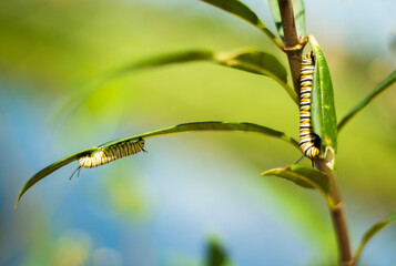 The monarch caterpillar is recognized by its black, white, and yellow-green vertical stripes. Eggs are laid singly on any of a number of milkweed (Asclepias) species found throughout the mon