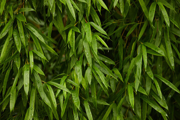 真夏の屋外の竹林の風景