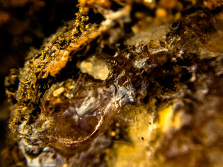 Bottlelake Forest 12_June_2023