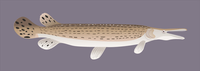 illustration predator fish, barracuda fish