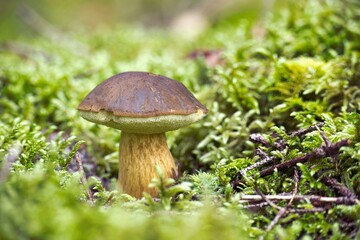 Bay Bolete mushroom growing on lush green moss
