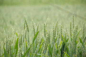 Close up of field of wheat in the summer