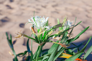 Obraz premium White flowers on the sandy beach , Selective focus