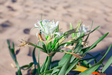 White flowers on the sandy beach , Selective focus