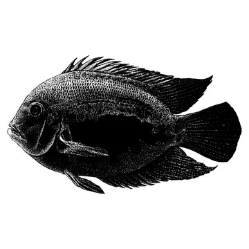 Uaru Cichlid hand drawing vector isolated on background.