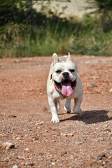 Cream color French bulldog running in a park on a sunny day